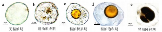 圖2無標題.jpg
